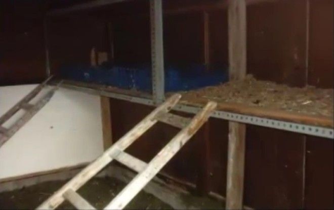 История "девочки-курицы" из Португалии (6 фото)