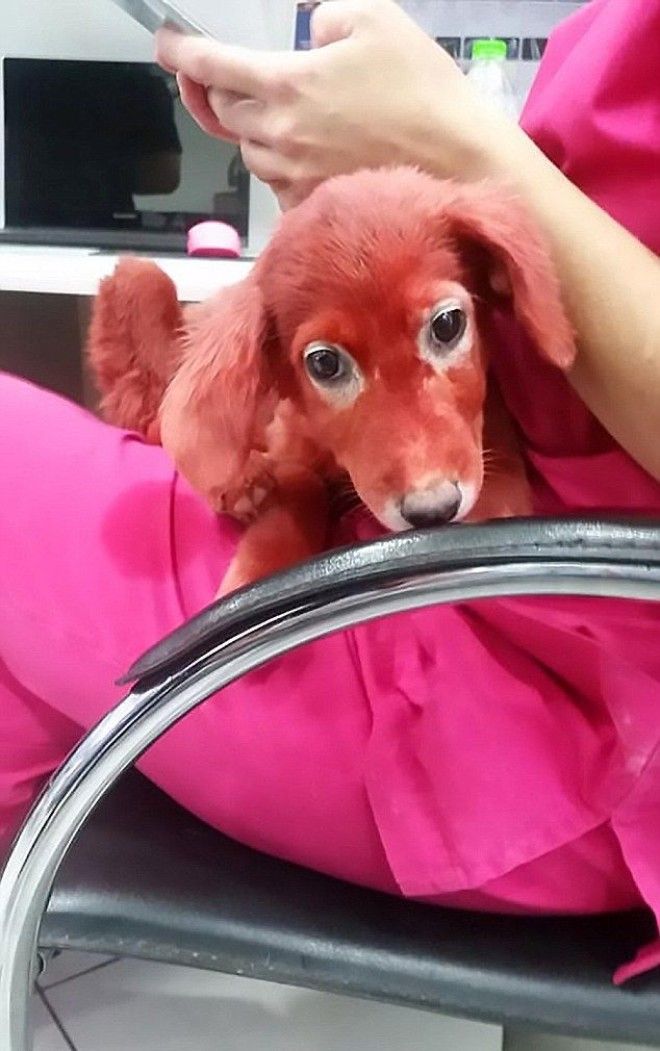 Защитники животных прифигели когда увидели у беженца красную собаку