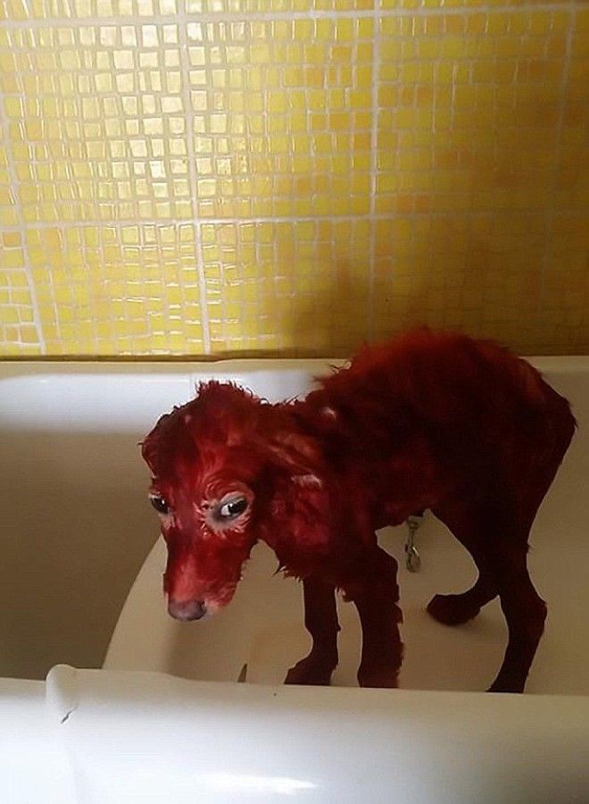 Защитники животных прифигели когда увидели у беженца красную собаку