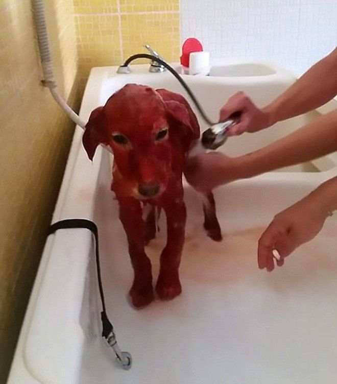 Защитники животных прифигели когда увидели у беженца красную собаку