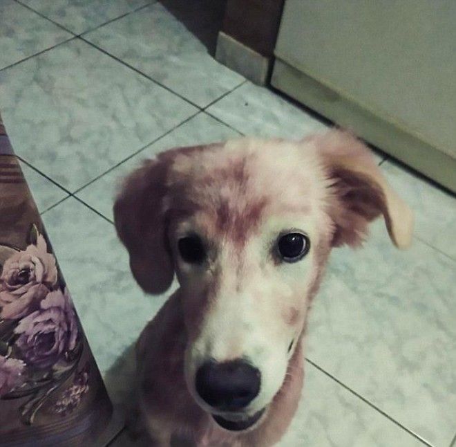 Защитники животных прифигели когда увидели у беженца красную собаку