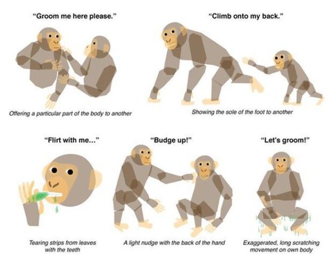 Язык животных: Как поговорить с собакой, дельфином и слоном. Изображение № 7.