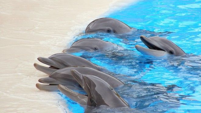 Язык животных: Как поговорить с собакой, дельфином и слоном. Изображение № 4.