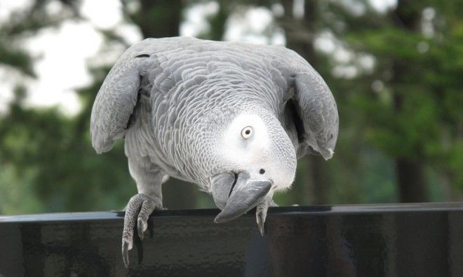 Язык животных: Как поговорить с собакой, дельфином и слоном. Изображение № 5.