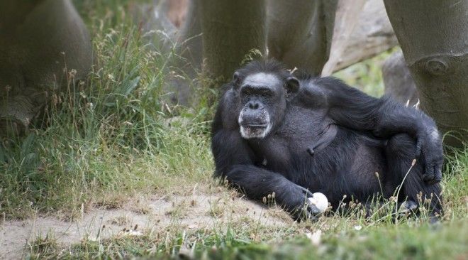 Язык животных: Как поговорить с собакой, дельфином и слоном. Изображение № 6.