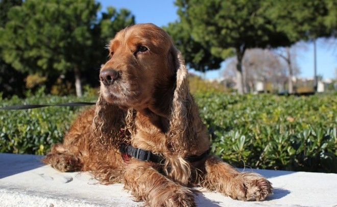 Язык животных: Как поговорить с собакой, дельфином и слоном. Изображение № 2.