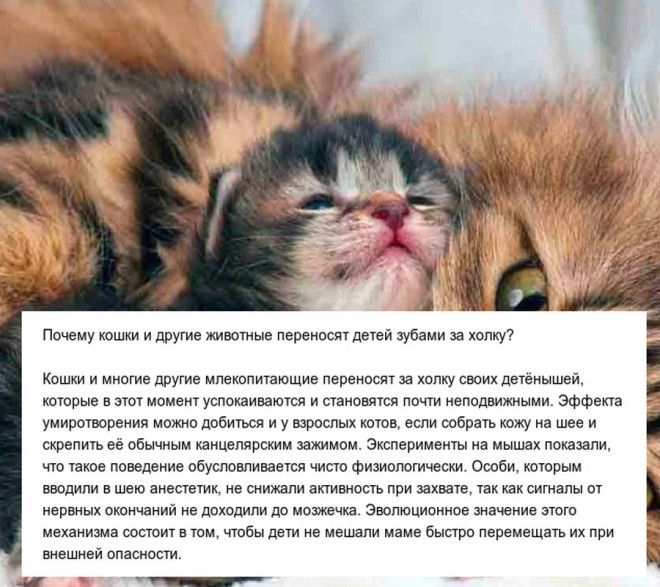 10 Познавательных ответов на интересные вопросы