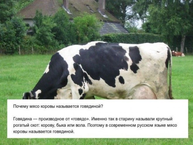  fond d cran de vache a lait