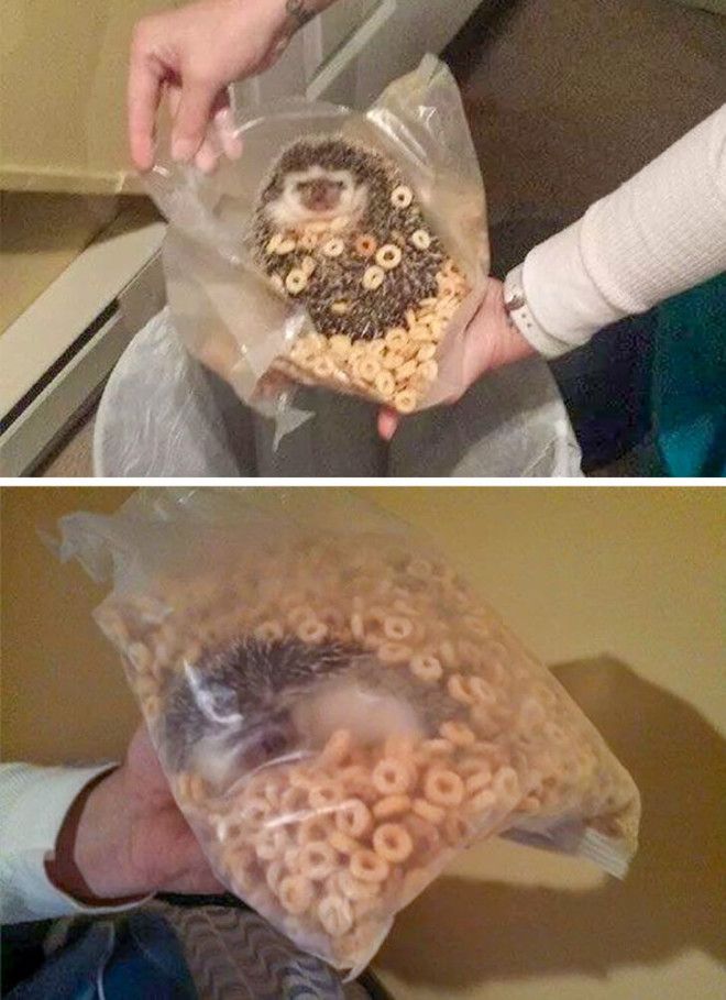 Люди и животные которых поймали с поличным