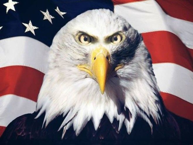 Если бы у животных было фронтальное расположение глаз Если бы у животных было фронтальное расположение глаз