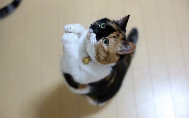 Вредные привычки кошек, которые мы воспитываем сами-11 фото-