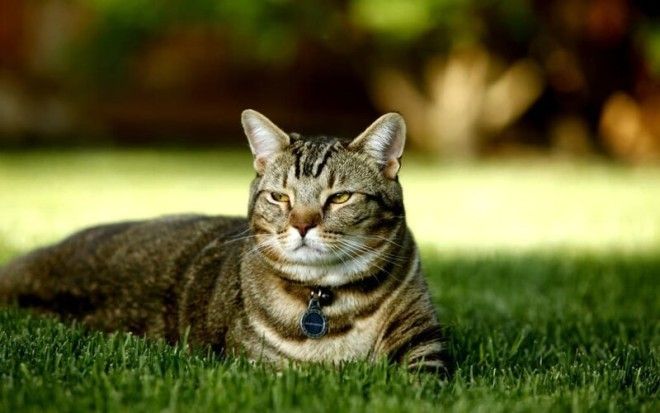 Вредные привычки кошек, которые мы воспитываем сами-11 фото-