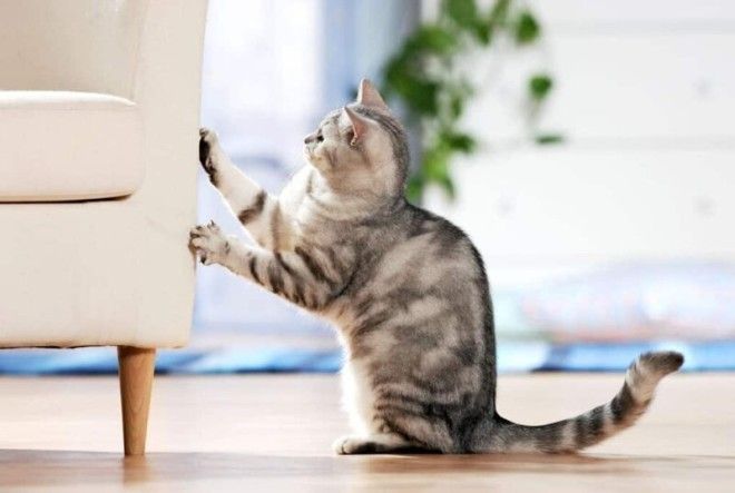 Вредные привычки кошек, которые мы воспитываем сами-11 фото-