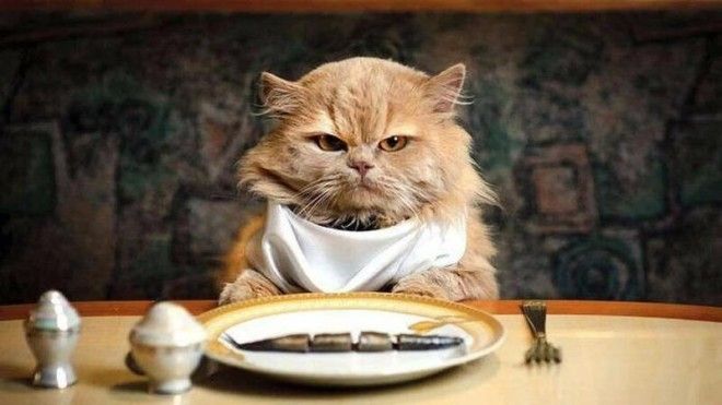 Вредные привычки кошек, которые мы воспитываем сами-11 фото-