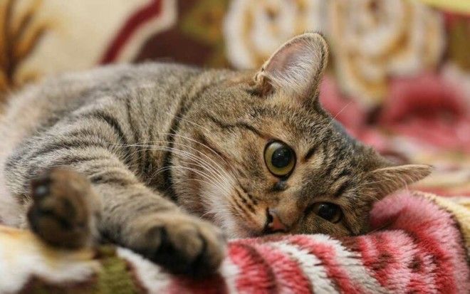 Вредные привычки кошек, которые мы воспитываем сами-11 фото-