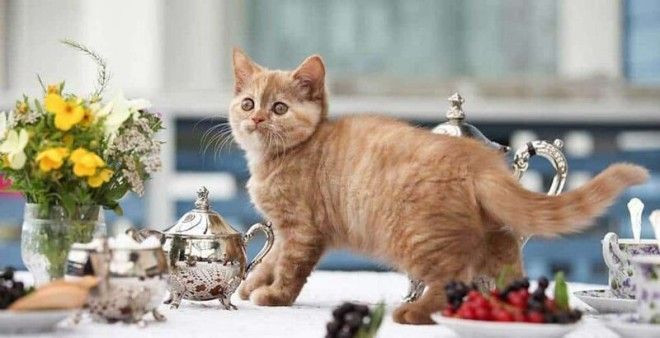 Вредные привычки кошек, которые мы воспитываем сами-11 фото-