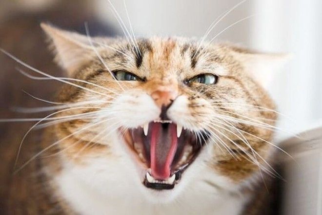 Вредные привычки кошек, которые мы воспитываем сами-11 фото-