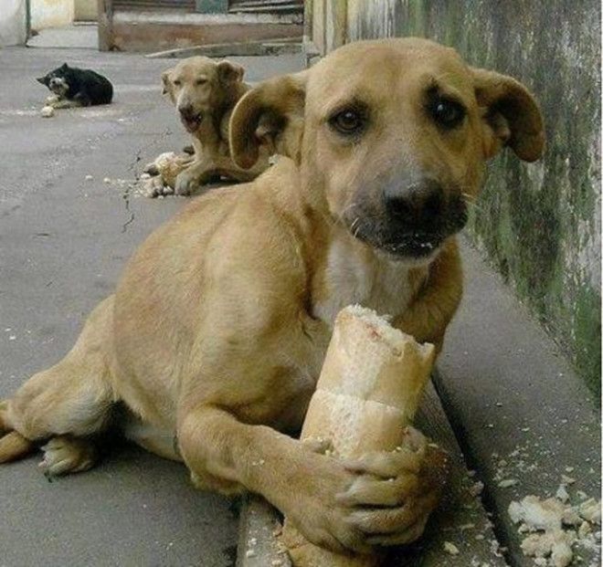 Самые трогательные фотографии бездомных животных от которых сжимется сердце