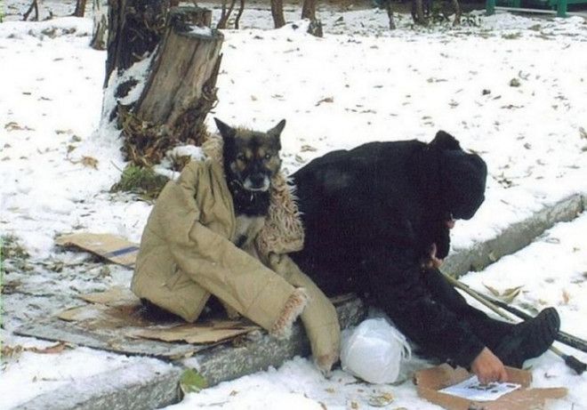Самые трогательные фотографии бездомных животных от которых сжимется сердце