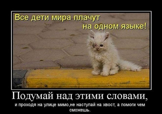 Самые трогательные фотографии бездомных животных от которых сжимется сердце