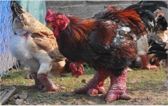 20 фото для людей с самыми крепкими нервами