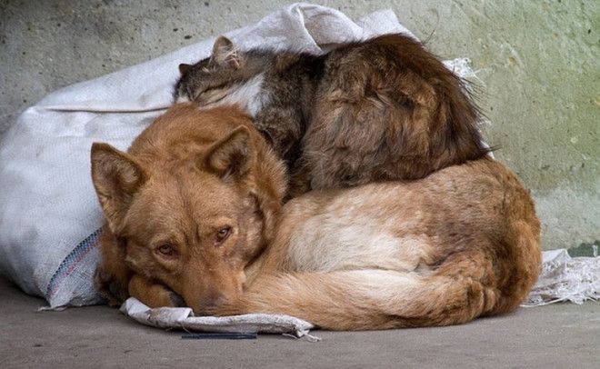Самые трогательные фотографии бездомных животных от которых сжимется сердце