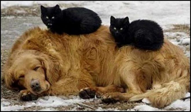 Самые трогательные фотографии бездомных животных от которых сжимется сердце