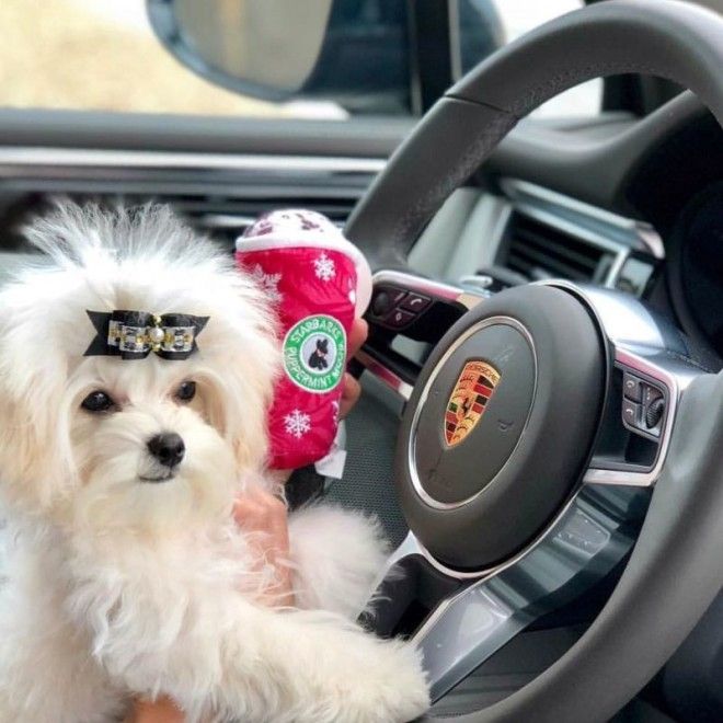 Собаки, которые живут круче большинства людей