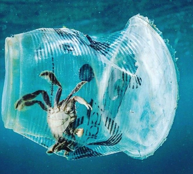 Хитрюги дельфины или хотели как лучше а получилось как всегда