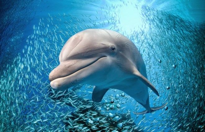 Хитрюги дельфины или хотели как лучше а получилось как всегда