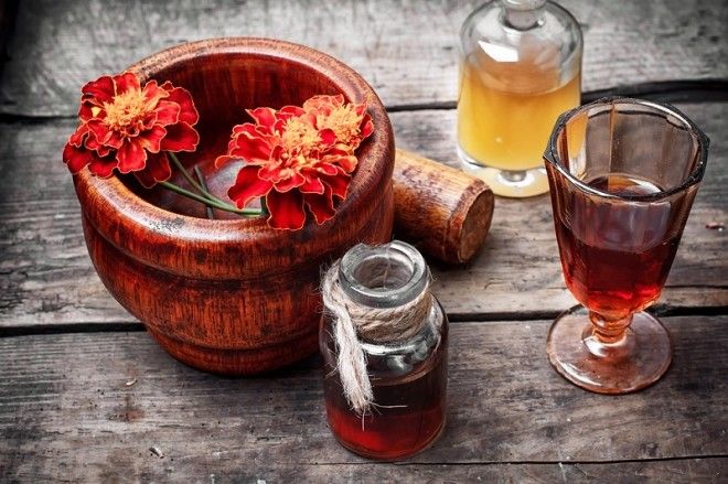 свойства бархатцев