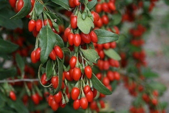 Ð&nbsp;ÐµÐ·ÑÐ»ÑÑÐ°Ñ Ð¿Ð¾ÑÑÐºÑ Ð·Ð¾Ð±ÑÐ°Ð¶ÐµÐ½Ñ Ð·Ð° Ð·Ð°Ð¿Ð¸ÑÐ¾Ð¼ "Ð¯Ð³Ð¾Ð´Ñ ÐÐ¾Ð´Ð¶Ð¸"