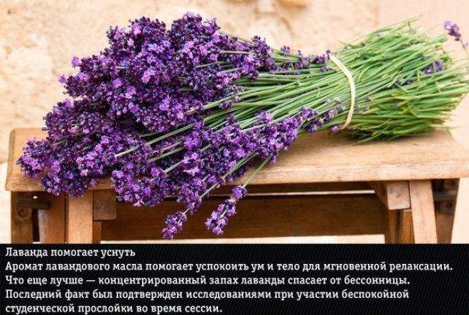 Корица утром, хвоя днём, лаванда перед сном :-)