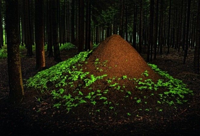 Сама природа сделала их гениальными архитекторами и строителями