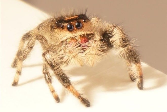 Невероятно, но факт