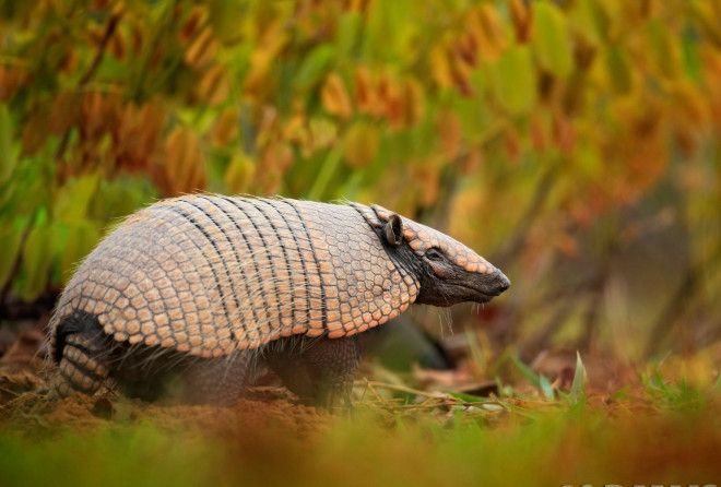 Довольно древний вид животных.