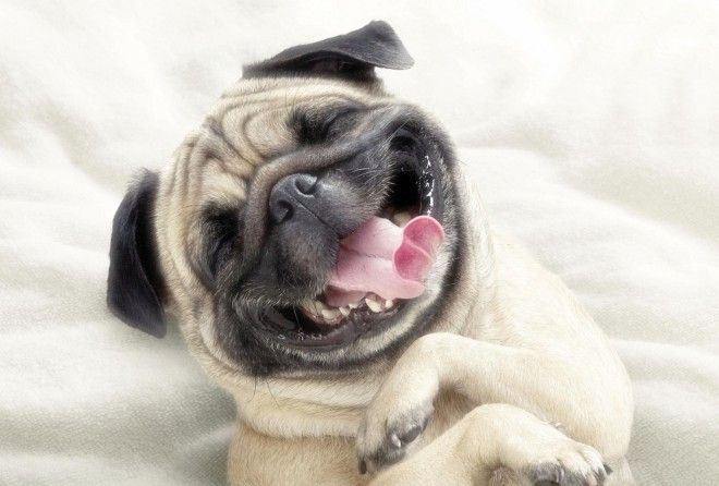 Лучшие шутки для поднятия настроения.