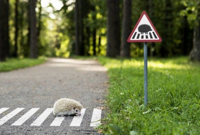 Эти удивительные таблички на дорогах