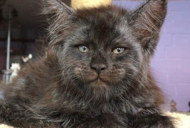  Фотографии котенка со странным взглядом.