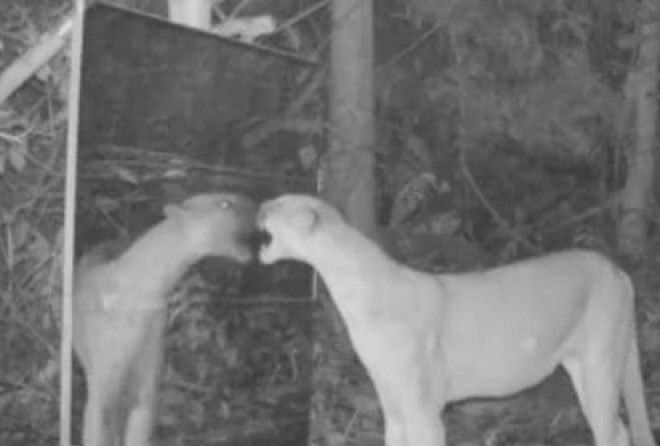 Животные реагировали на зеркало в своей манере