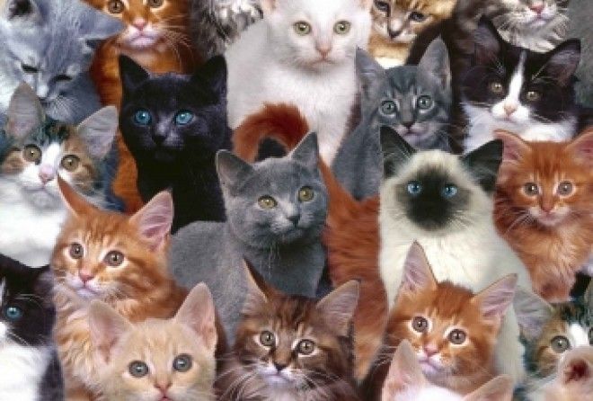 Каждый человек – личность. То же можно сказать и о кошках.