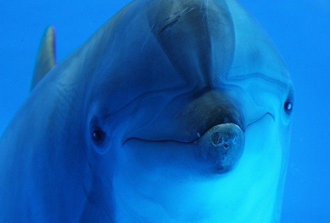 Они милые, классные, но довольно глупые