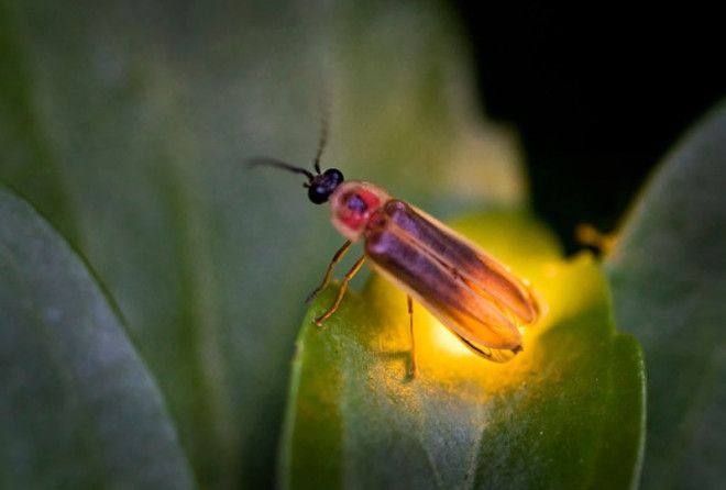 Интересные факты о светлячках