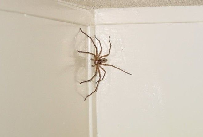 Дома всегда кто-то есть.