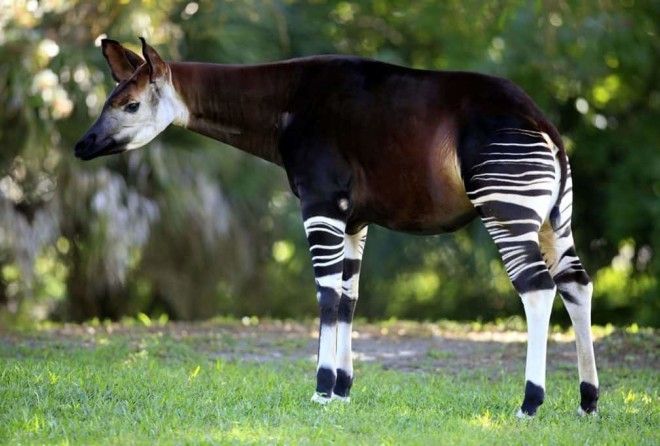 Интересные факты о лесном жирафе