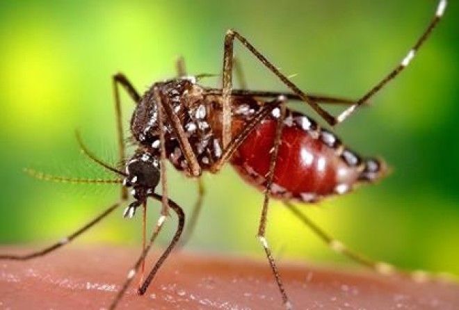 Почему мы до сих пор от них не избавились?