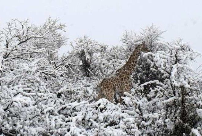 Животные ходят по сугробам.