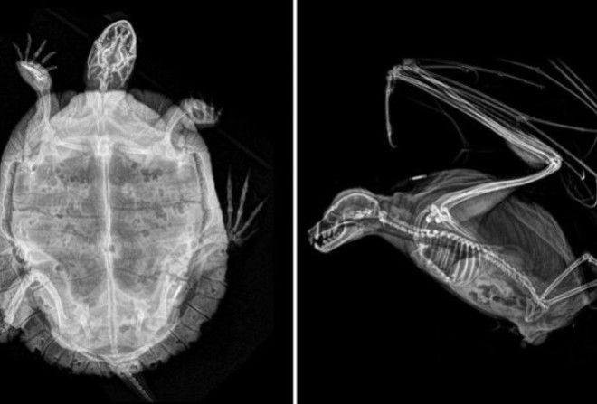 Редкое зрелище