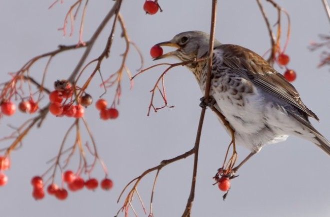 Город наводнили птицы в состоянии алкогольного опьянения