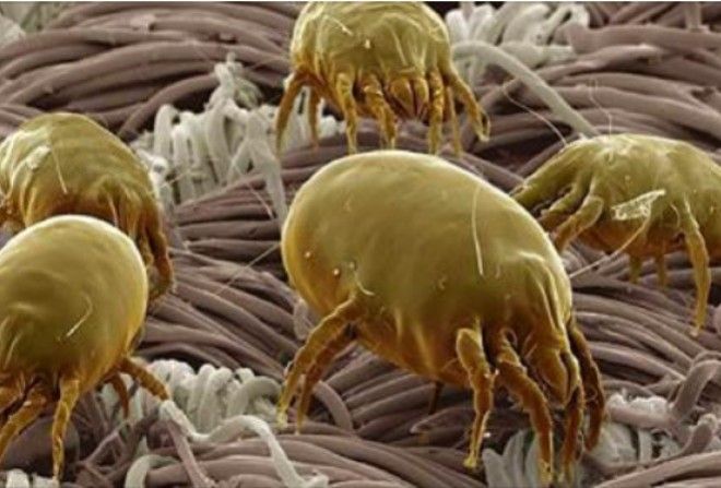 Очищаем матрас от паразитов за 5 минут.